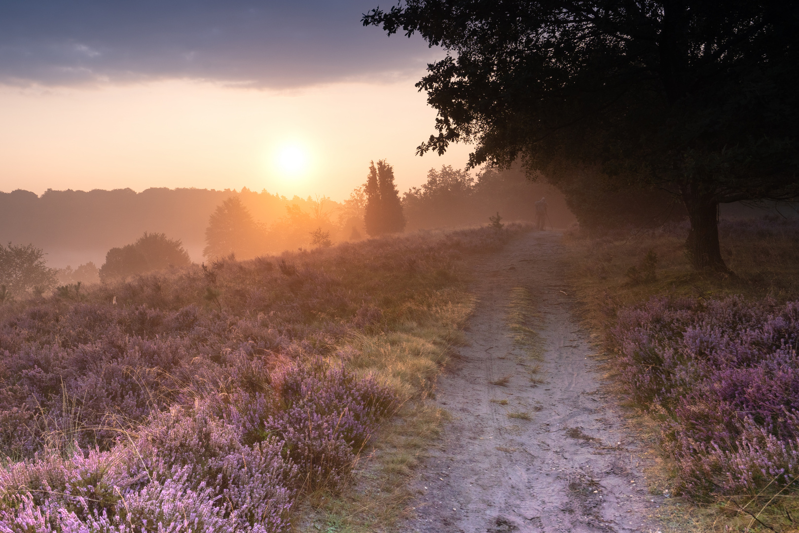 Lüneburger Heide im Sonnenaufgang