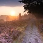 Lüneburger Heide im Sonnenaufgang