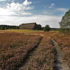 Lüneburger Heide - im Spätsommer