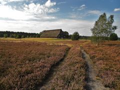 Lüneburger Heide - im Spätsommer