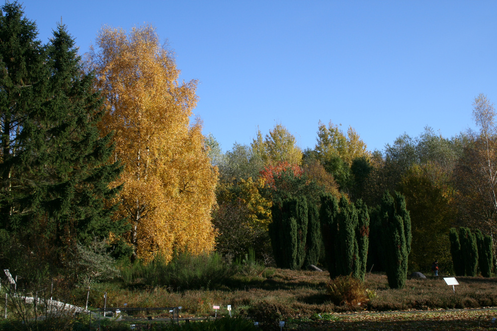 Lüneburger Heide in Kiel Foto & Bild jahreszeiten, herbst, botan