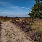 Lüneburger Heide - in Schlangenlinie durch die Heide