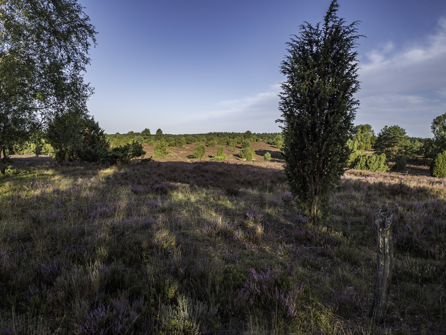 Lüneburger Heide - Licht und Schatten