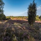 Lüneburger Heide - Licht und Schatten