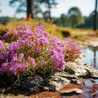 Lüneburger Heide (Midjourney Version)