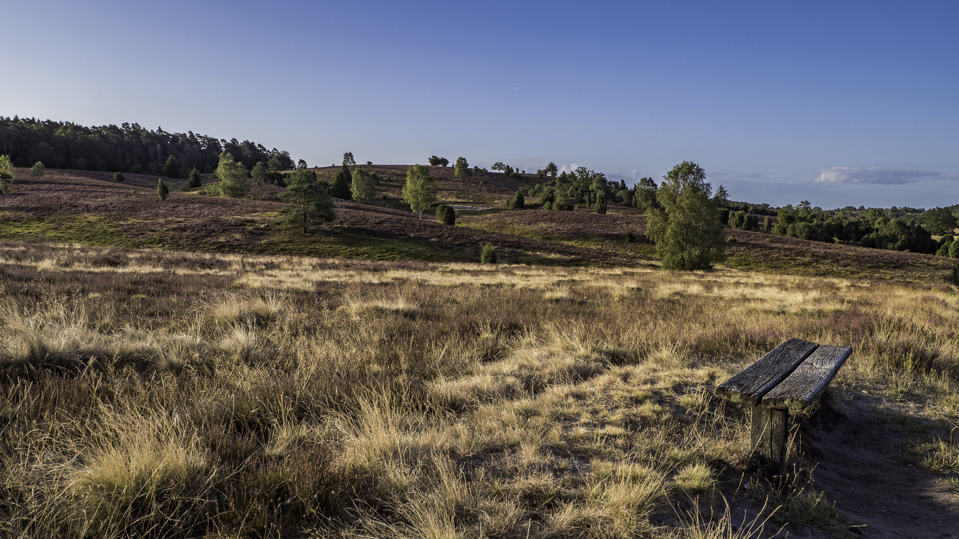 Lüneburger Heide - mit Bank