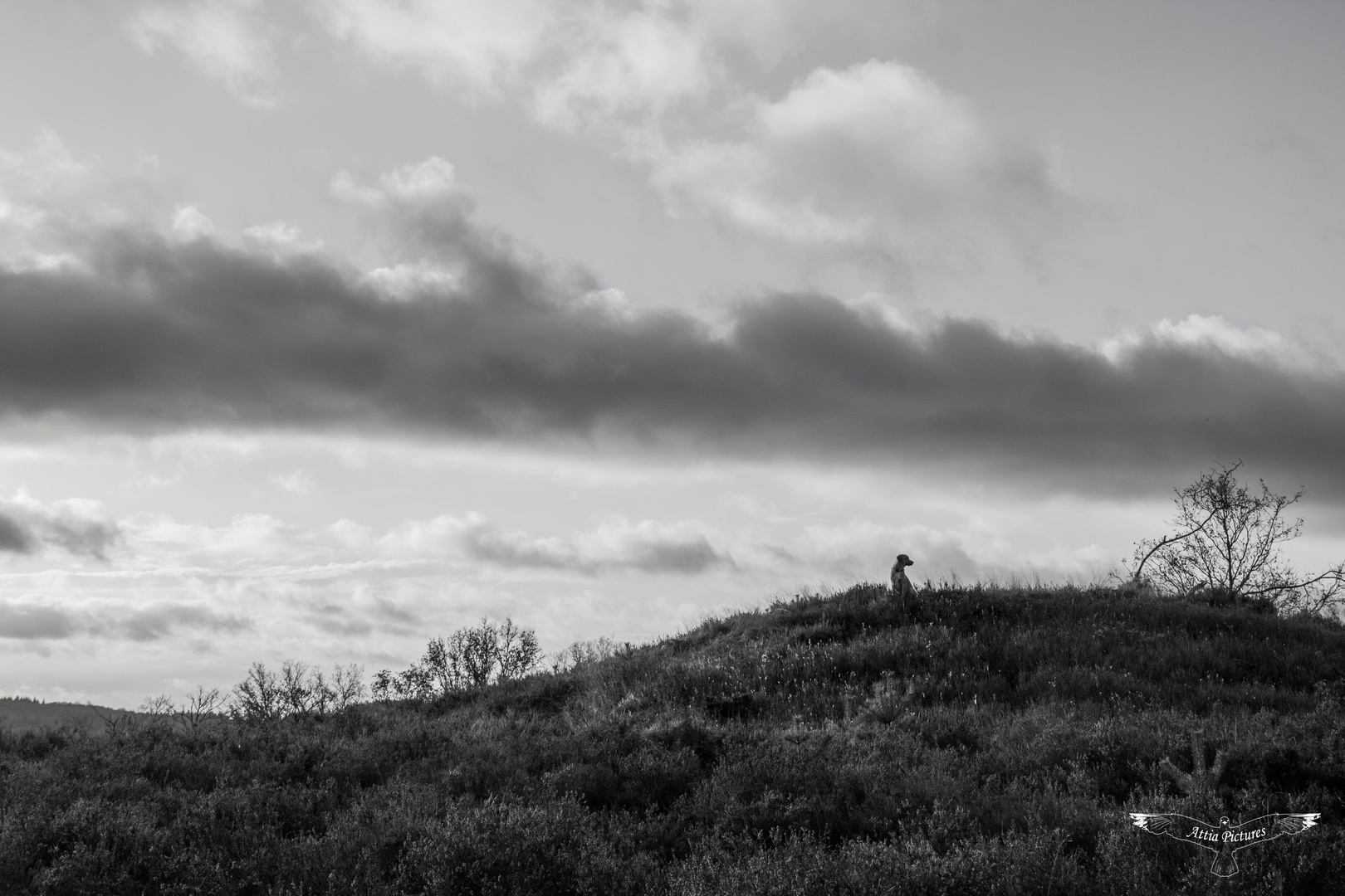 Lüneburger Heide mit Hund