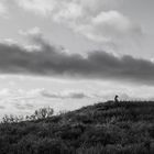 Lüneburger Heide mit Hund