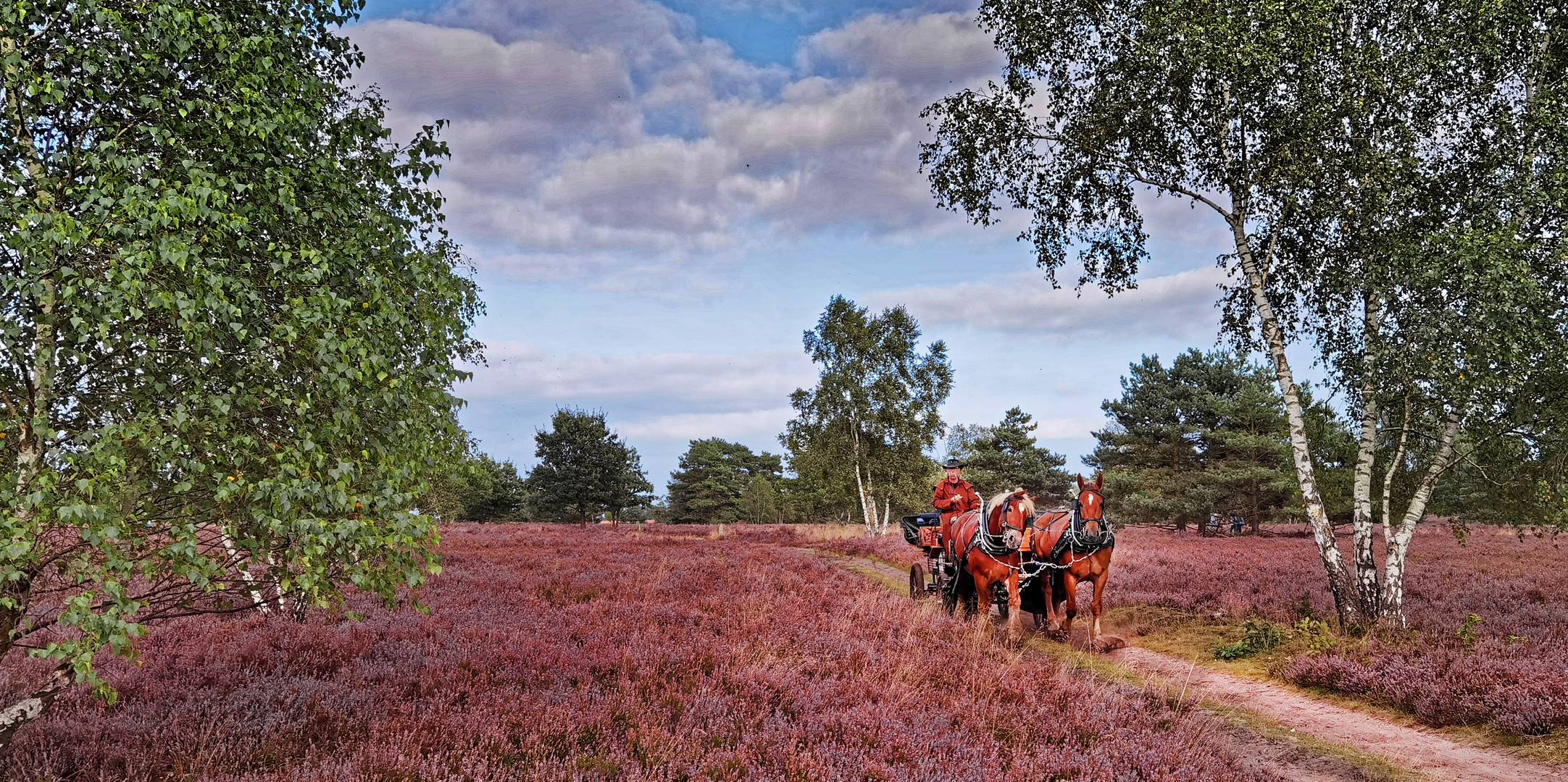 Lüneburger Heide mit Pferdefuhrwerk