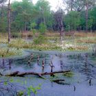 Lüneburger Heide-Pietzmoor