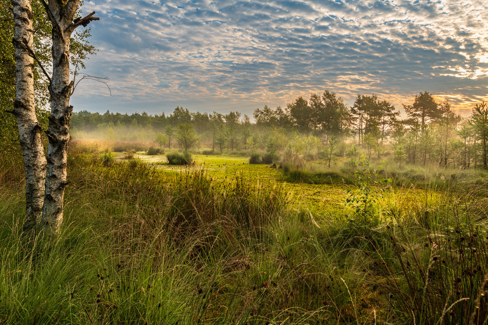 Lüneburger Heide - Pietzmoor