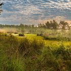 Lüneburger Heide - Pietzmoor