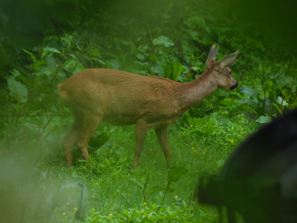 Lüneburger Heide Reh