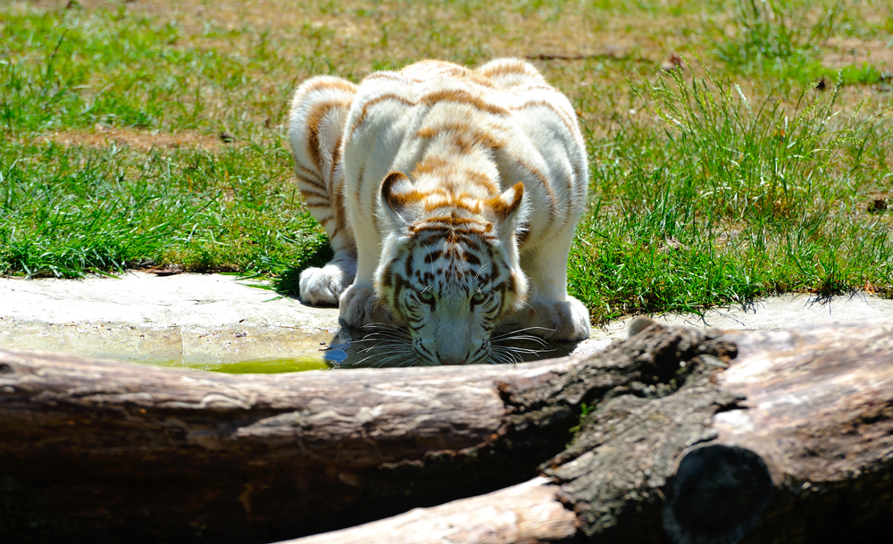 Lüneburger Heide - Safaripark