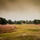 Lüneburger Heide - Schneverdingen