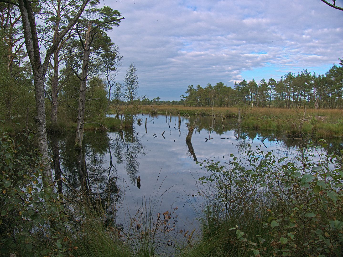 Lüneburger Heide -  Teich im Pietzmoor