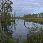 Lüneburger Heide -  Teich im Pietzmoor