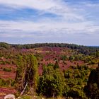 Lüneburger Heide - Totengrund