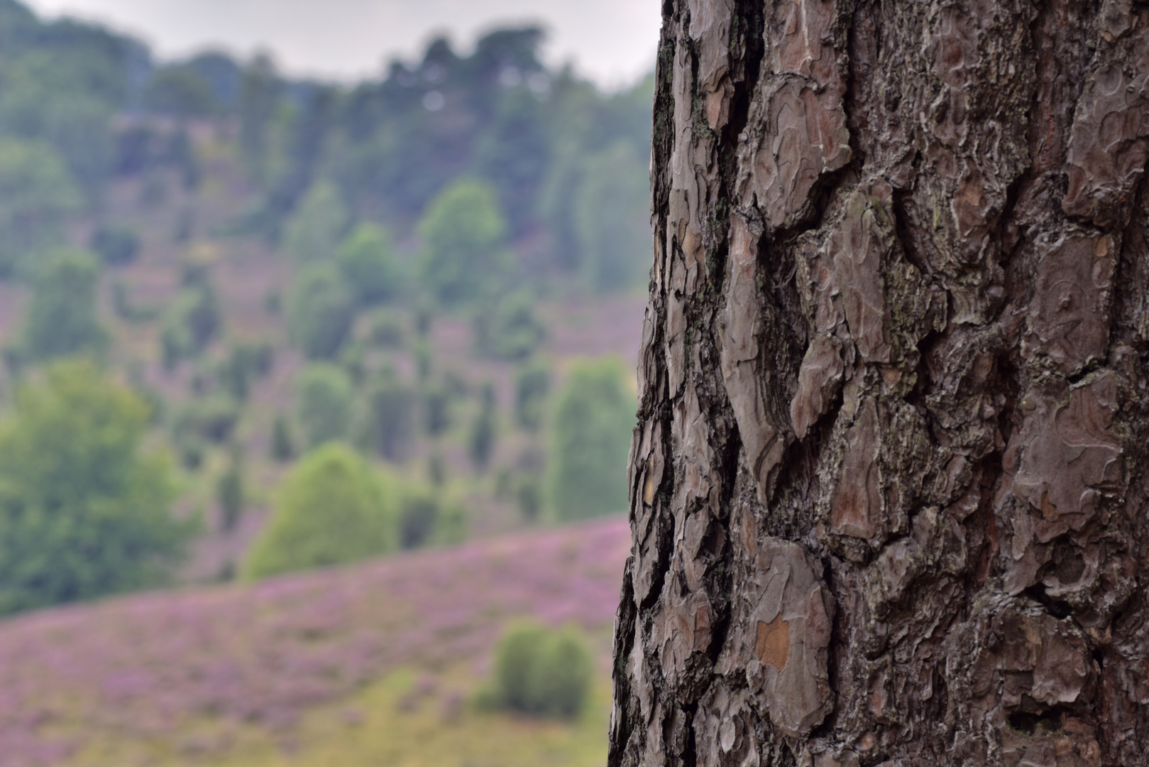 Lüneburger Heide - Totengrund