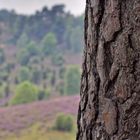 Lüneburger Heide - Totengrund