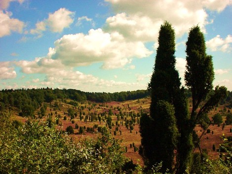 -Lüneburger Heide-Totengrund- by blitz.13 