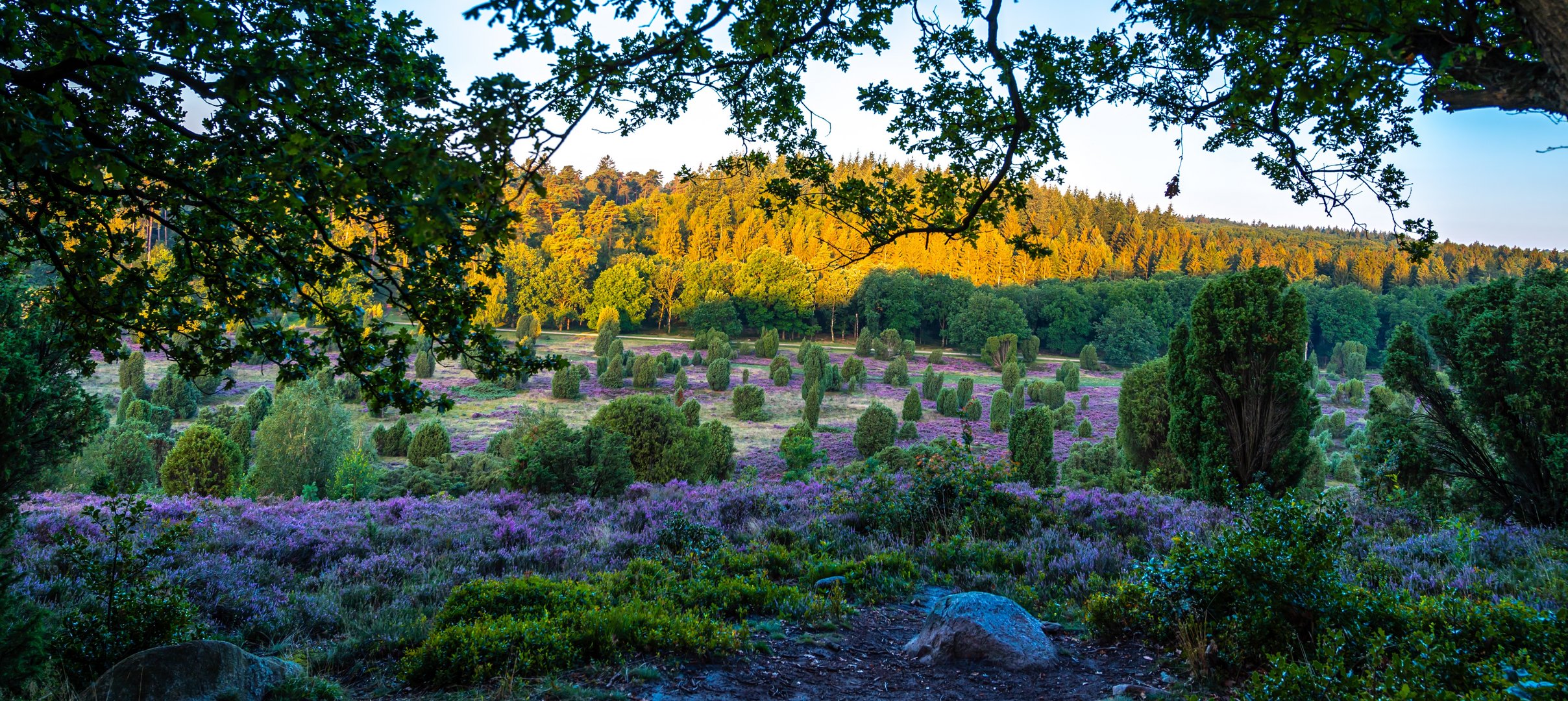 Lüneburger Heide -  Totengrund / Steingrund