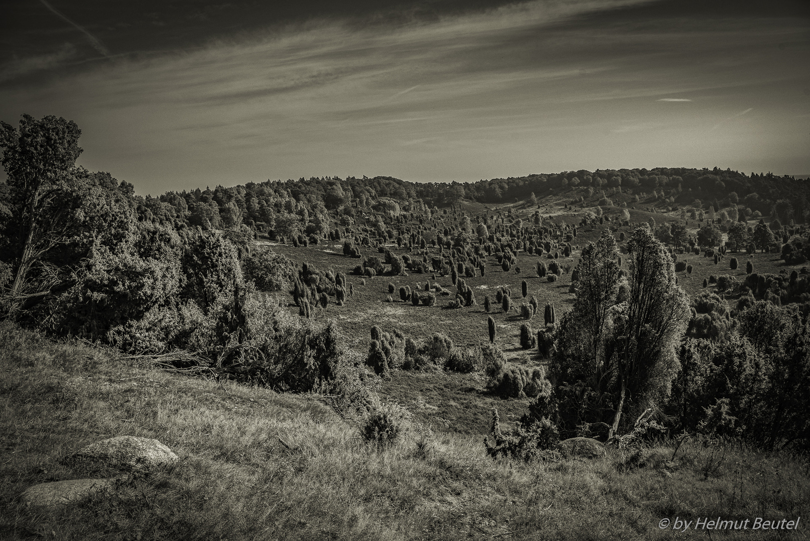 Lüneburger Heide - Totengrund - s/w