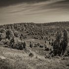 Lüneburger Heide - Totengrund - s/w