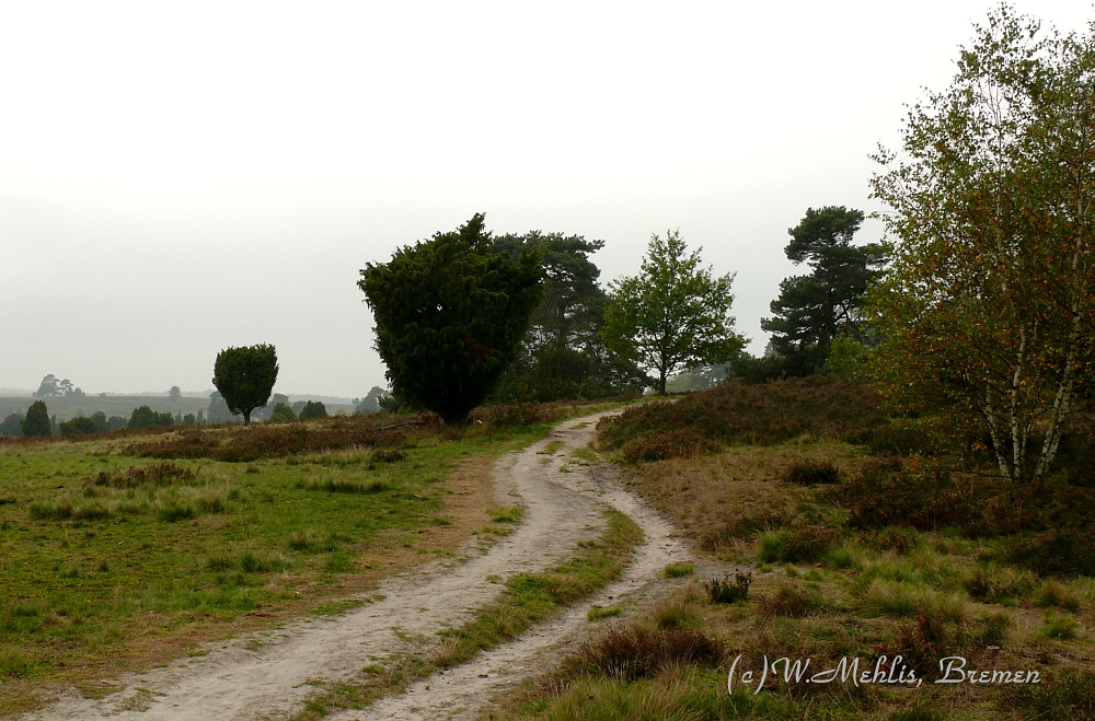 Lüneburger Heide unter Hochnebel...