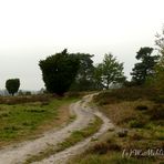 Lüneburger Heide unter Hochnebel...