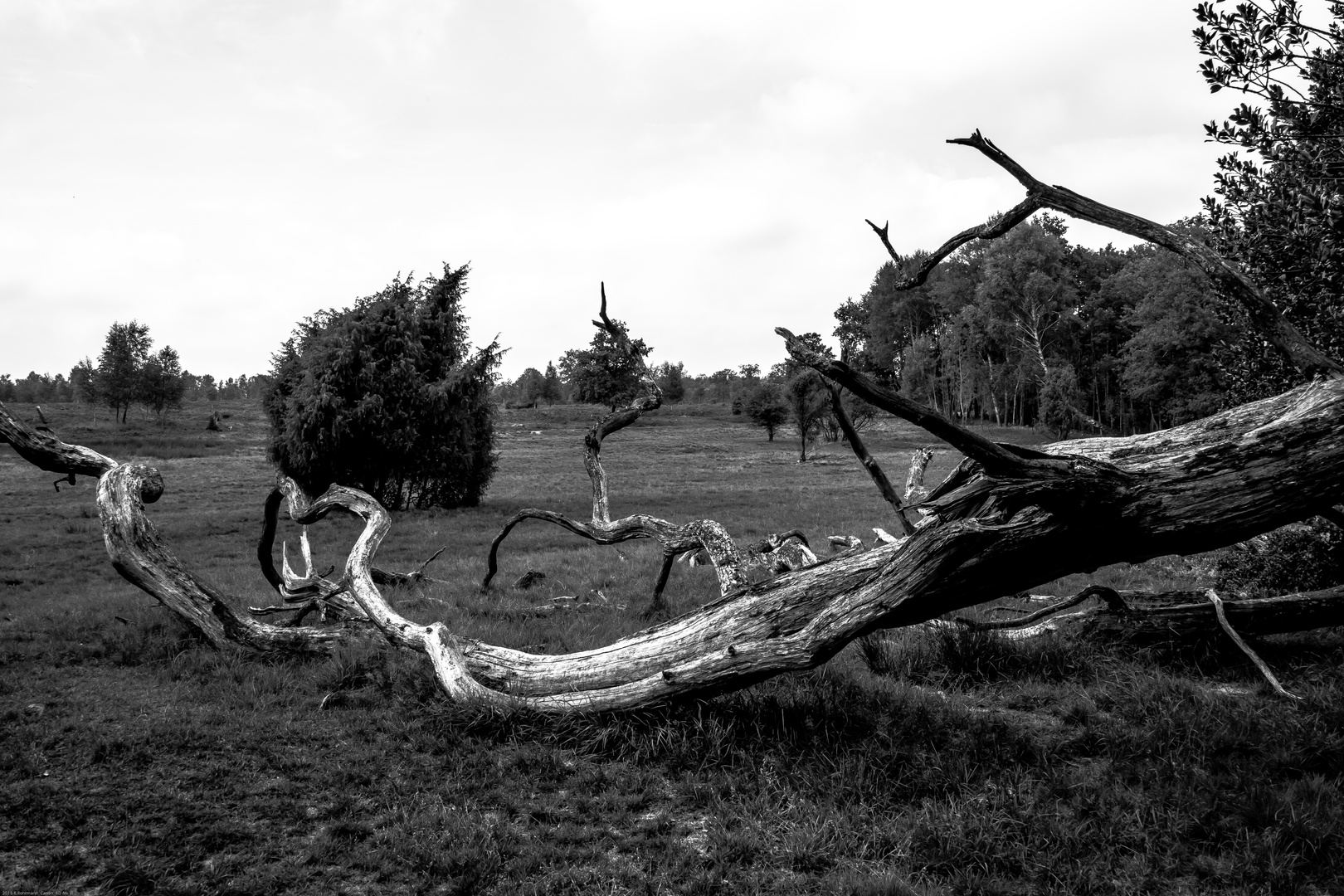 Lüneburger Heide / Wilsede