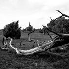 Lüneburger Heide / Wilsede