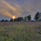 Lüneburger Heide - Wilsede