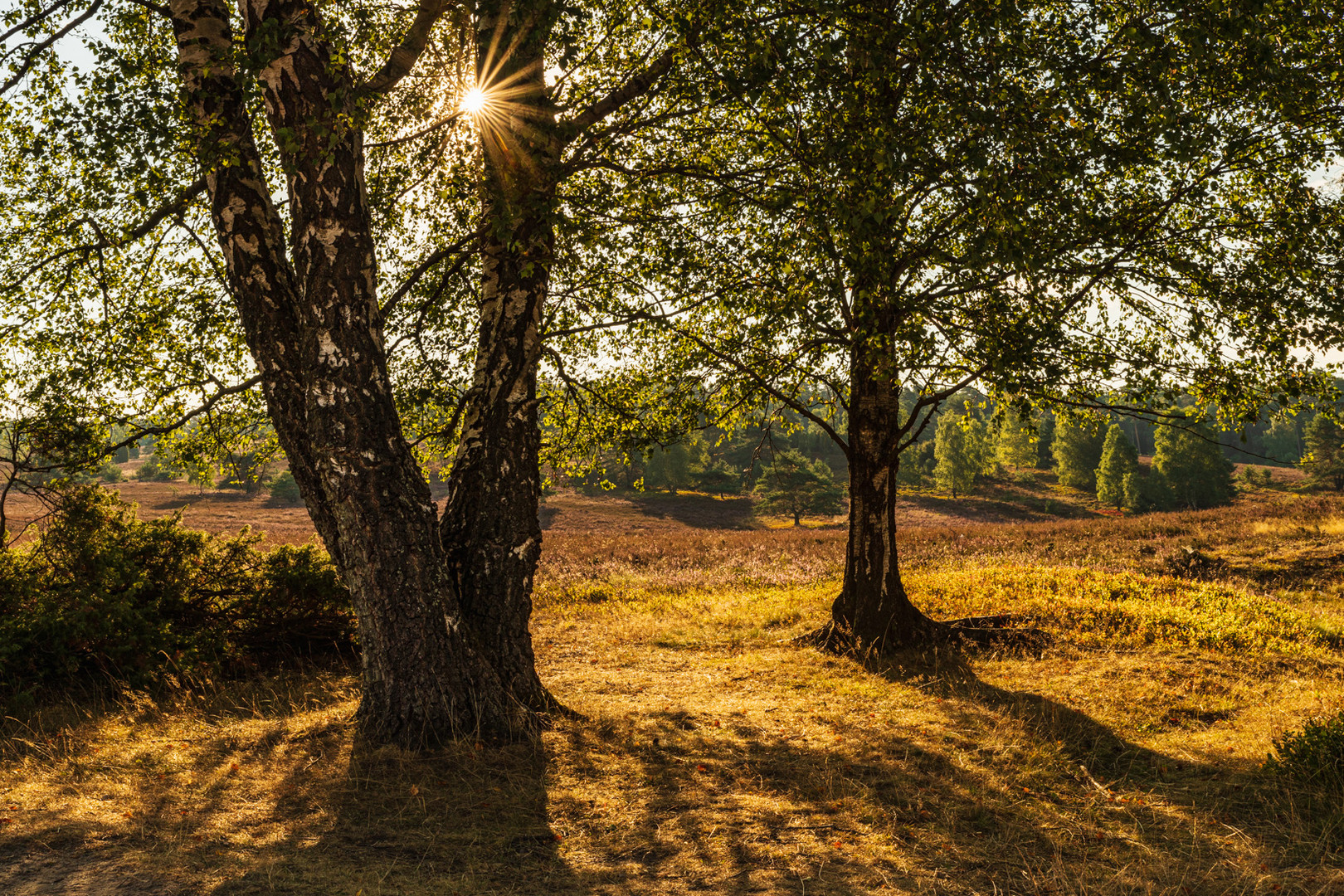 Lüneburger Heide - Wilseder Berg