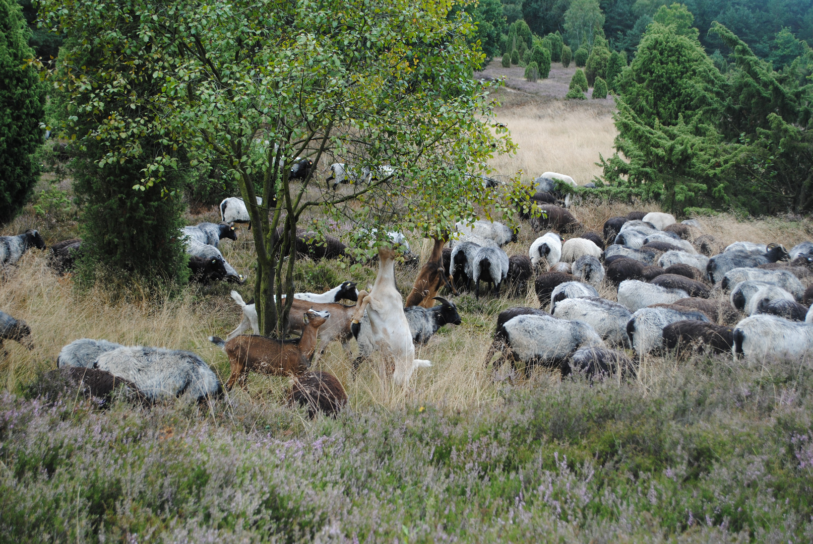 Lüneburger Heide Ziegen