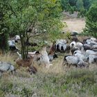 Lüneburger Heide Ziegen