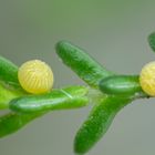 Lüneburger Pralinen