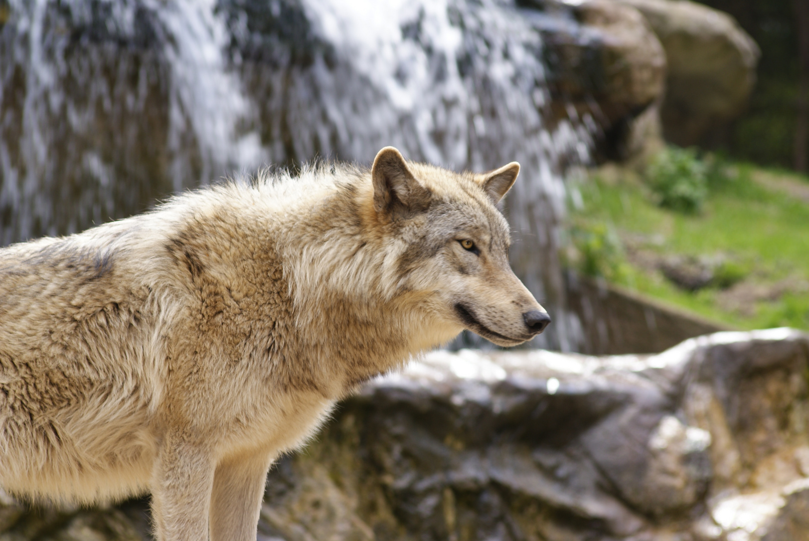 Lüneburger Wildpark 1. Mai 2011