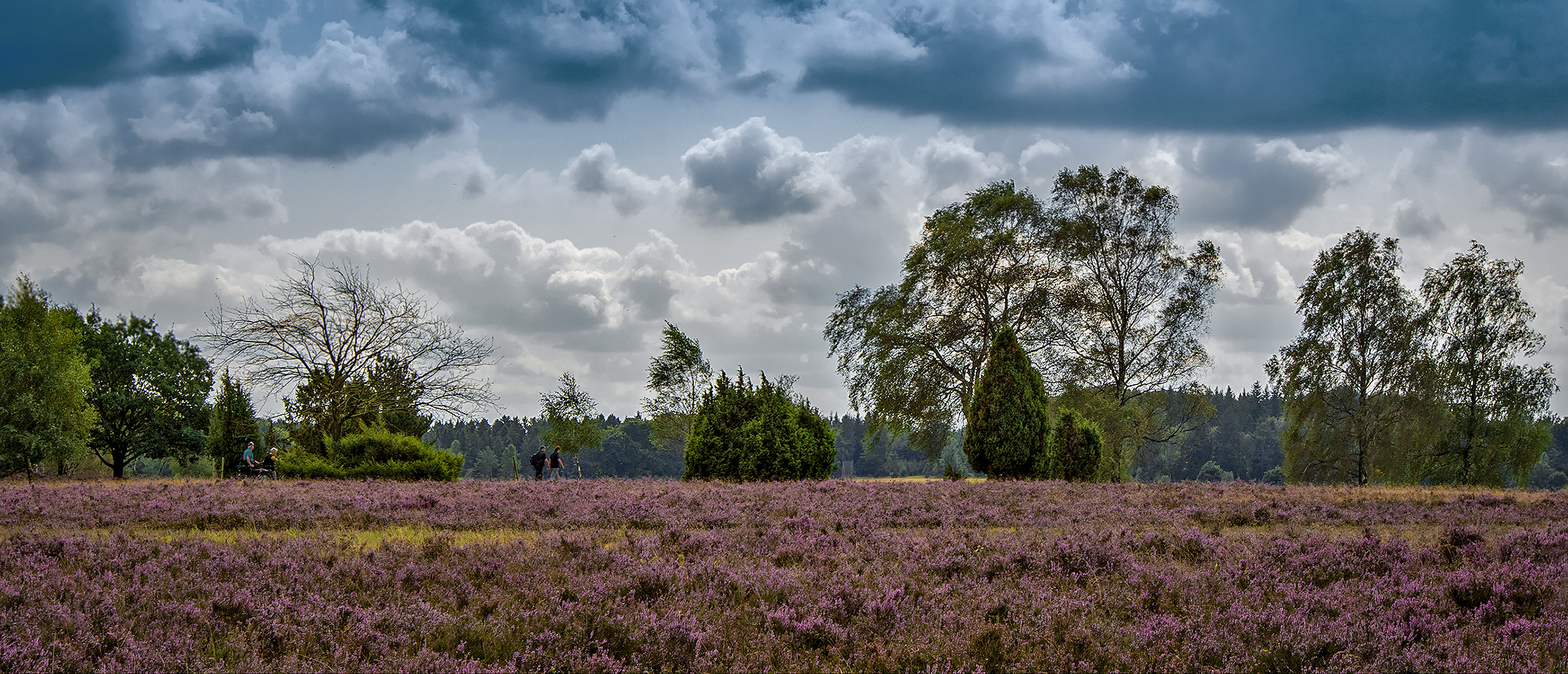 Lüneburgerheide 003