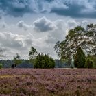 Lüneburgerheide 003