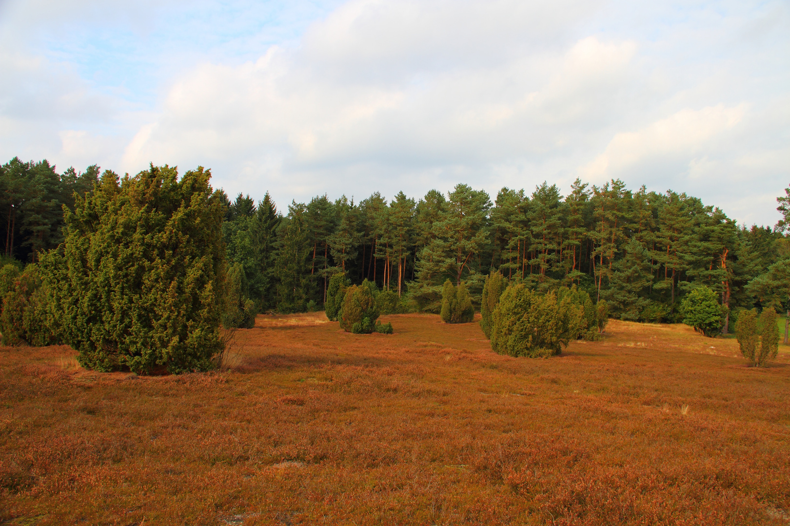 LüneburgerHeide 2012 02