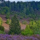 LüneburgerHeide