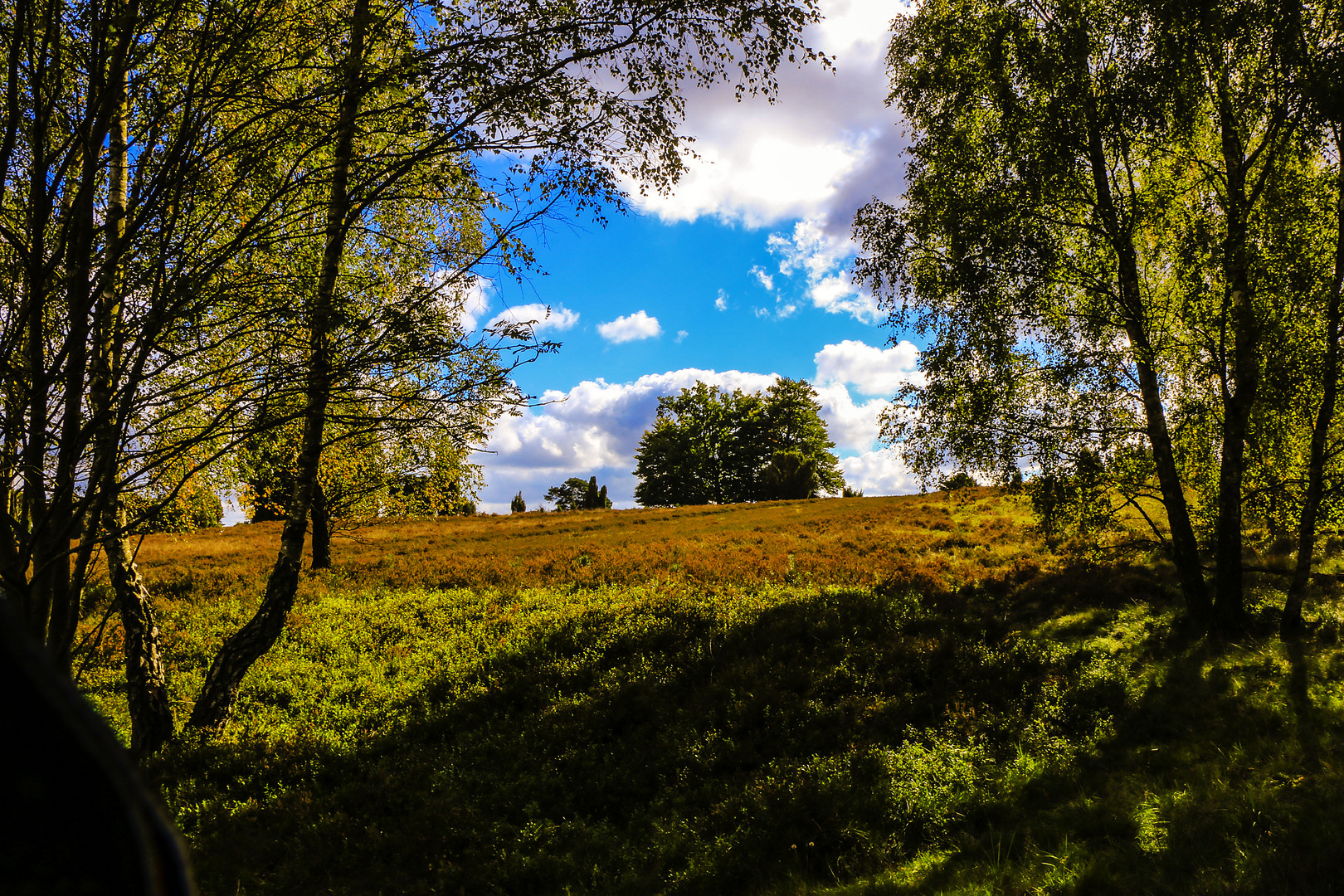 Lüneburgerheide!