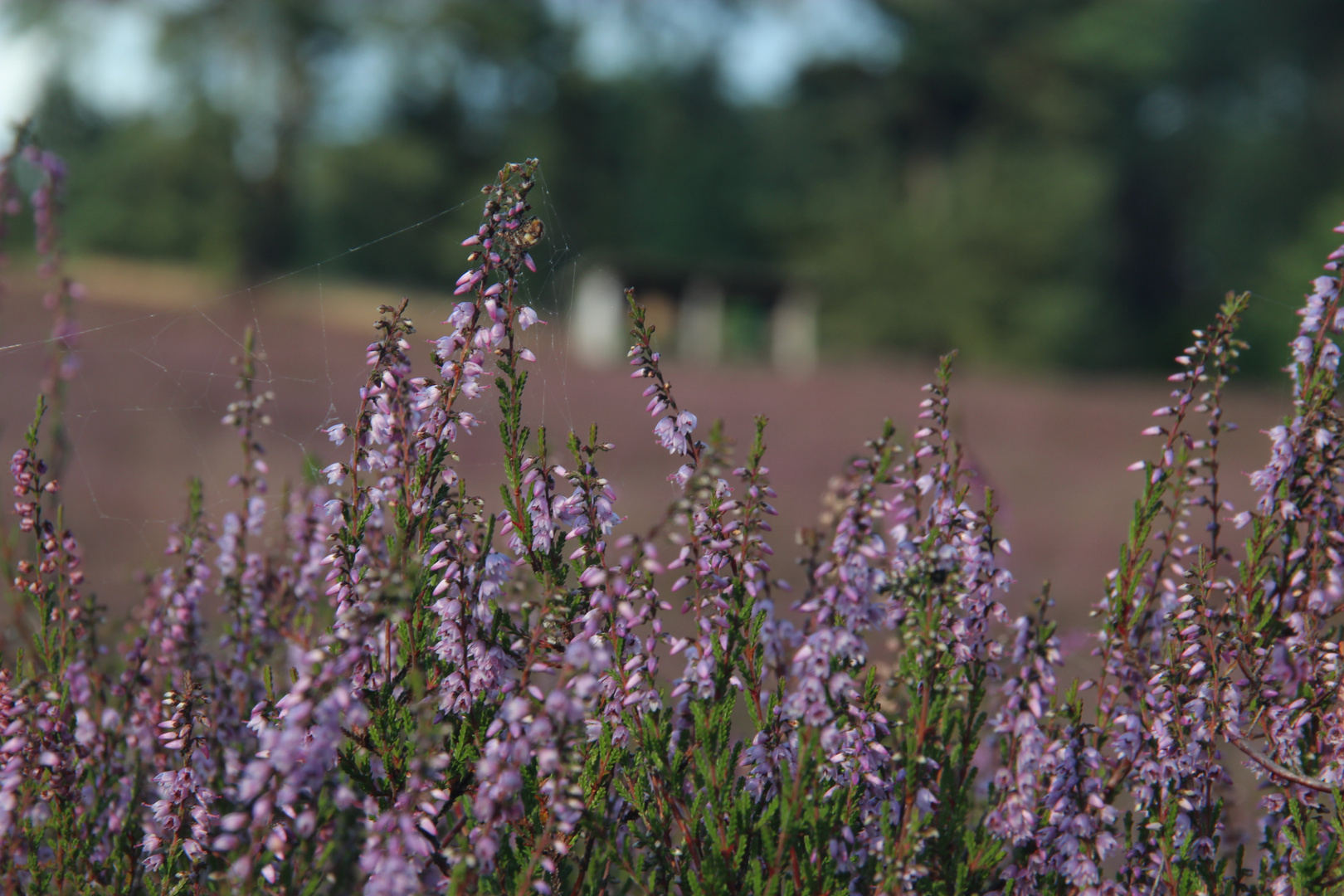 Lüneburgerheide