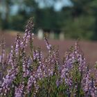 Lüneburgerheide