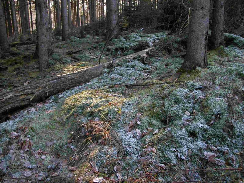 Luerwald / Voßwinkel