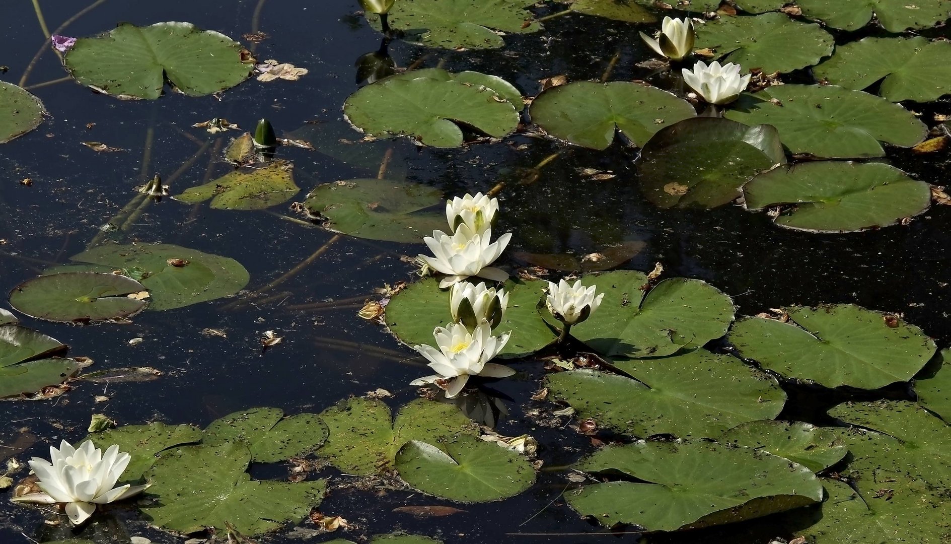 Lütetsburg - Ostfriesland