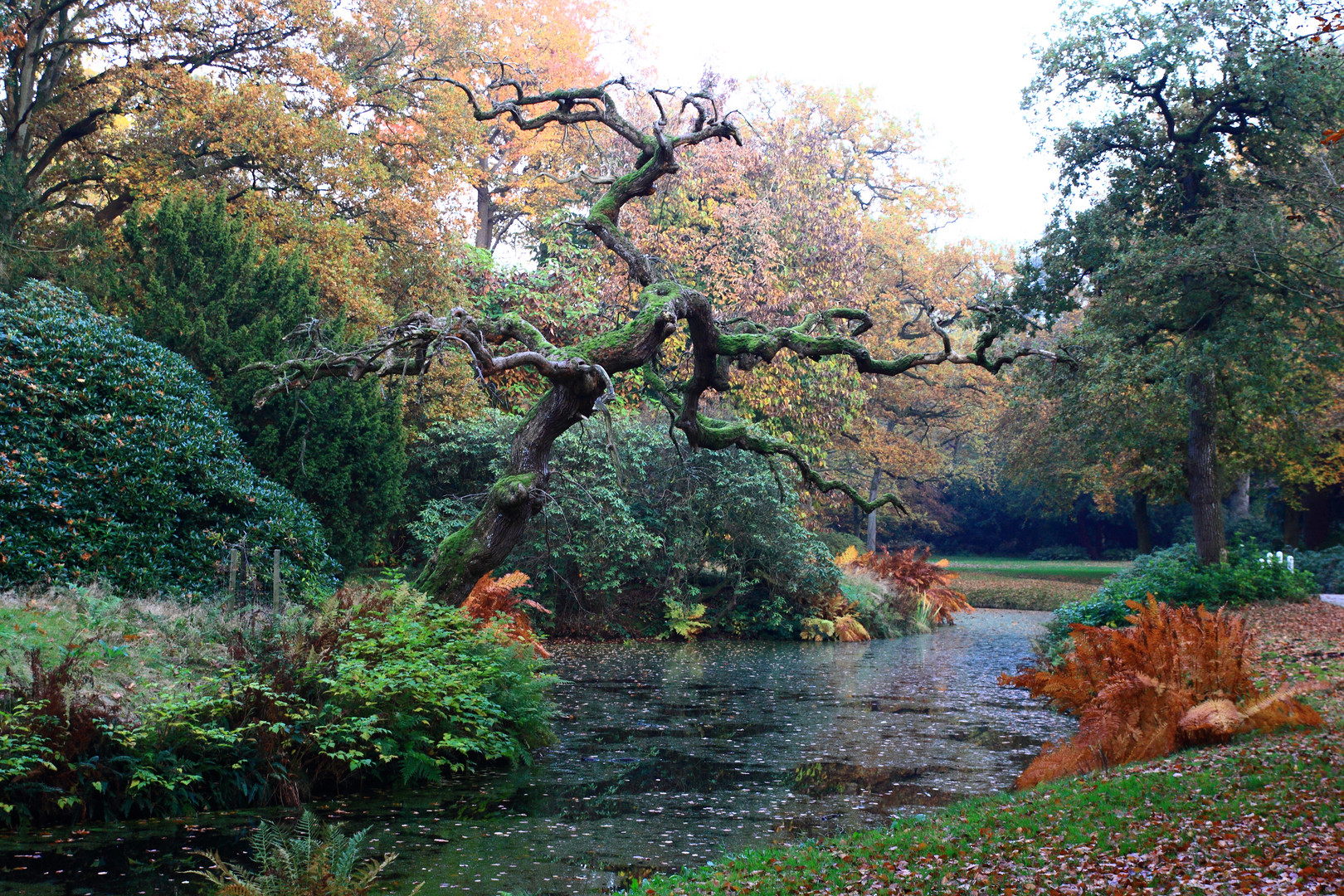 Lütetsburger Park im Herbst