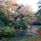 Lütetsburger Park im Herbst