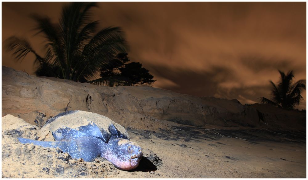 "Lüth" Schildkröte Französisch Guyana von Fotoweinert.com 